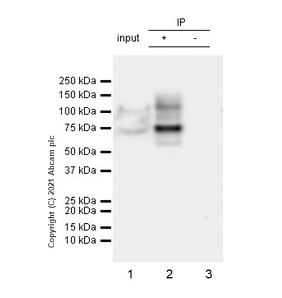 Immunoprecipitation - Anti-NOP2 antibody [EPR24888-92] - BSA and Azide free (ab282822), expandable thumbnail