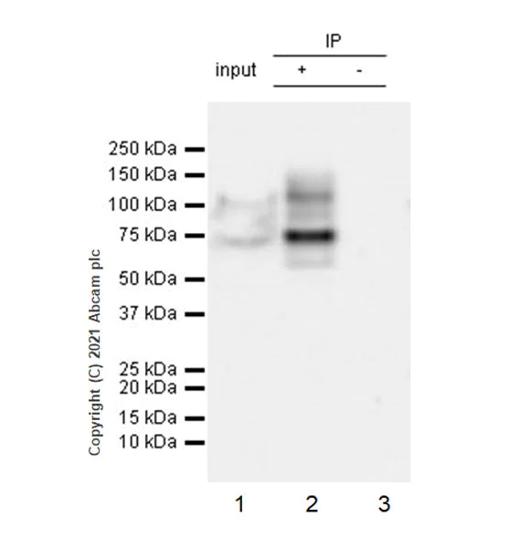 Immunoprecipitation - Anti-NOP2 antibody [EPR24888-92] - BSA and Azide free (AB282822)