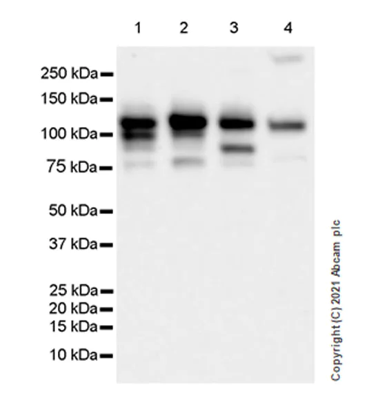 Western blot - Anti-NOP2 antibody [EPR24888-92] - BSA and Azide free (AB282822)