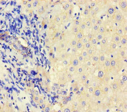 Immunohistochemistry (Formalin/PFA-fixed paraffin-embedded sections) - Anti-NOP58 antibody (AB236724)