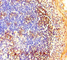 Immunohistochemistry (Formalin/PFA-fixed paraffin-embedded sections) - Anti-NOP58 antibody (AB236724)