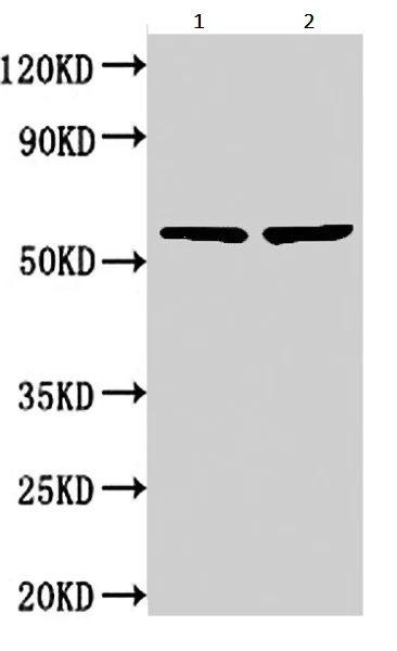 Western blot - Anti-NOP58 antibody (AB236724)
