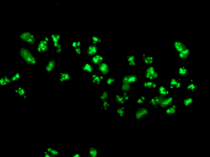Immunocytochemistry/ Immunofluorescence - Anti-NOP58 antibody [EPR10721] - BSA and Azide free (AB249222), expandable thumbnail