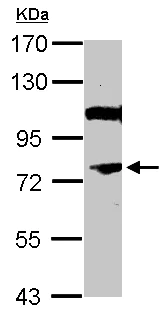 Western blot - Anti-NOR1/TEC antibody (AB155535)