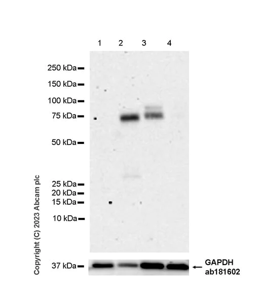 Western blot - Anti-NOR1/TEC antibody [EPR26986-37] (AB313781)
