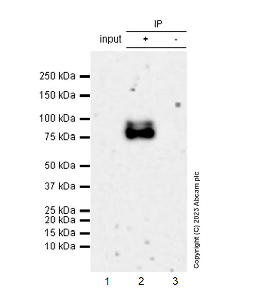 Immunoprecipitation - Anti-NOR1/TEC antibody [EPR26986-37] - BSA and Azide free (AB313782), expandable thumbnail
