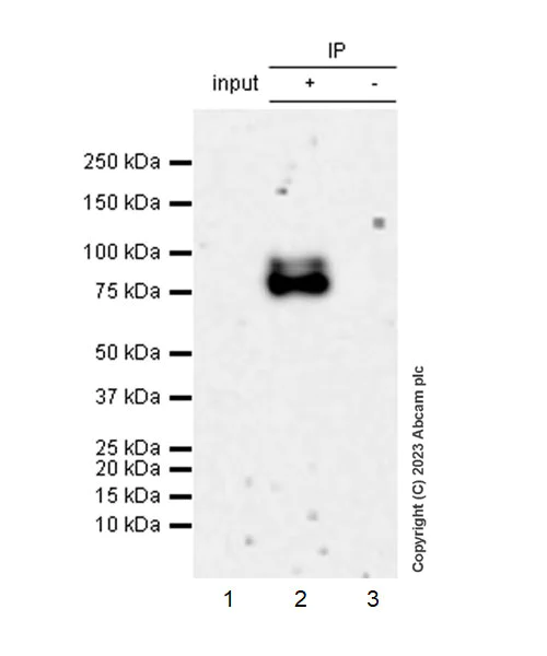 Immunoprecipitation - Anti-NOR1/TEC antibody [EPR26986-37] - BSA and Azide free (AB313782)