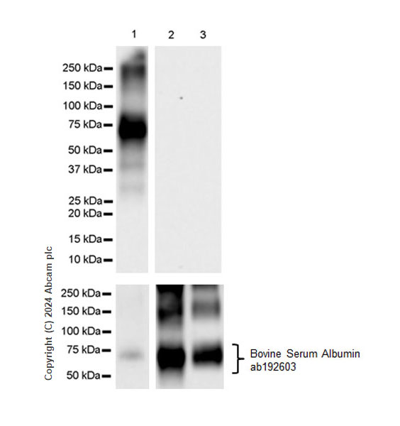 Western blot - Anti-Noradrenaline antibody [EPR24435-114] (AB315969), expandable thumbnail