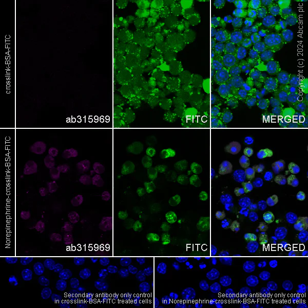 Immunocytochemistry/ Immunofluorescence - Anti-Noradrenaline antibody [EPR24435-114] - BSA and Azide free (AB315970)