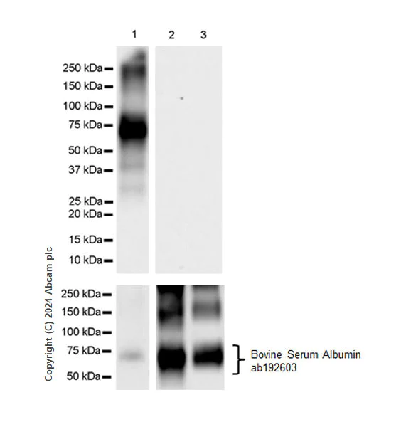 Western blot - Anti-Noradrenaline antibody [EPR24435-114] - BSA and Azide free (AB315970)