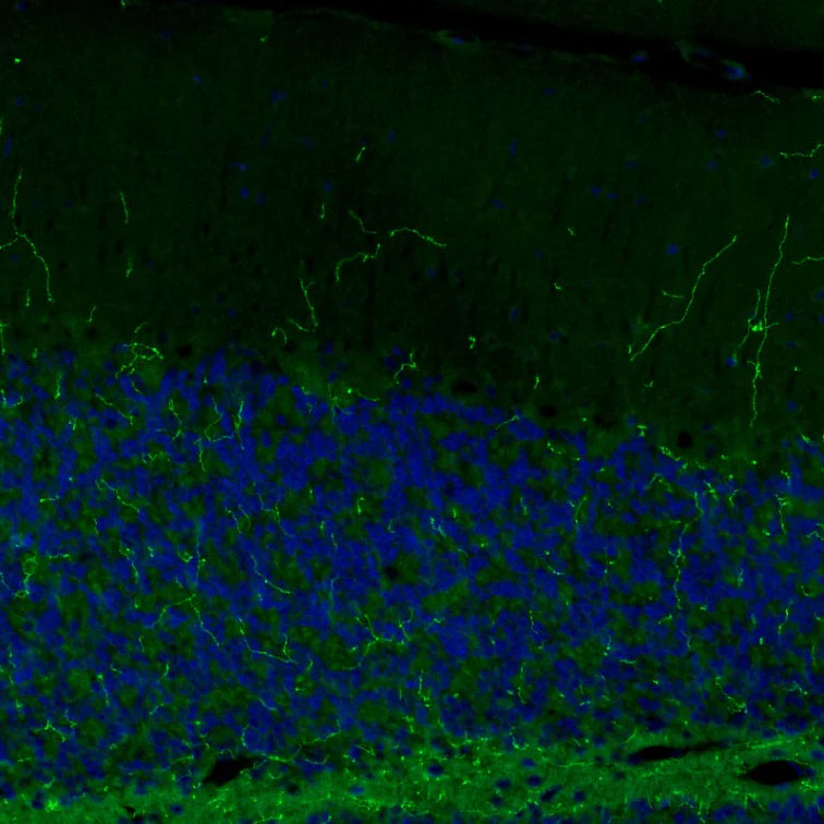 Immunohistochemistry (Formalin/PFA-fixed paraffin-embedded sections) - Anti-Noradrenaline transporter antibody [CL3063] (AB211463)
