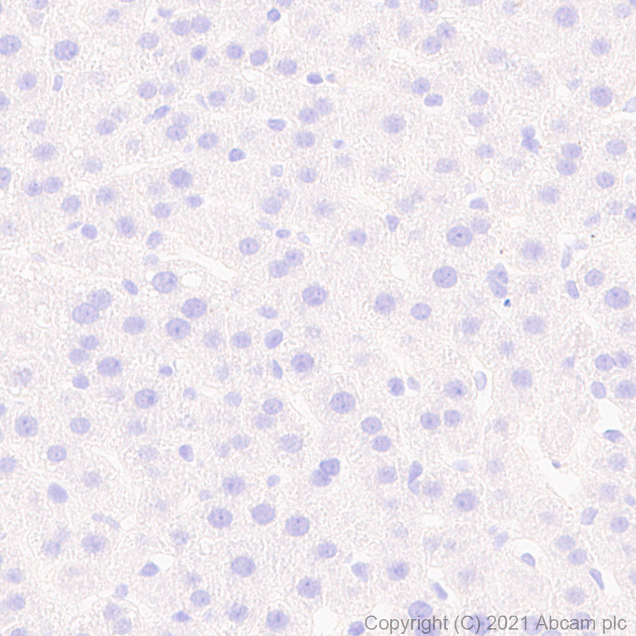 Immunohistochemistry (Formalin/PFA-fixed paraffin-embedded sections) - Anti-Noradrenaline transporter antibody [EPR23527-534] (ab254361), expandable thumbnail