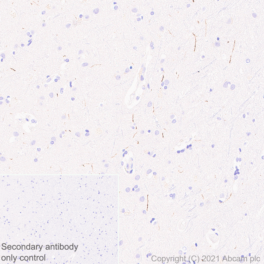 Immunohistochemistry (Formalin/PFA-fixed paraffin-embedded sections) - Anti-Noradrenaline transporter antibody [EPR23527-534] (ab254361), expandable thumbnail