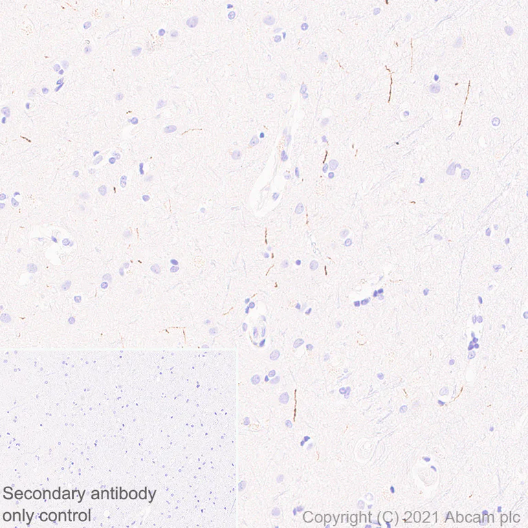 Immunohistochemistry (Formalin/PFA-fixed paraffin-embedded sections) - Anti-Noradrenaline transporter antibody [EPR23527-534] (AB254361)