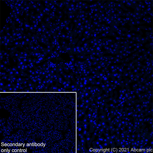 Immunohistochemistry (Frozen sections) - Anti-Noradrenaline transporter antibody [EPR23527-534] (ab254361), expandable thumbnail