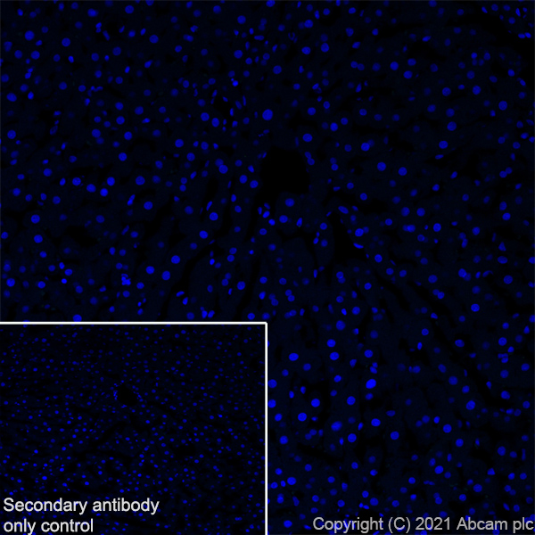Immunohistochemistry (Frozen sections) - Anti-Noradrenaline transporter antibody [EPR23527-534] (ab254361), expandable thumbnail