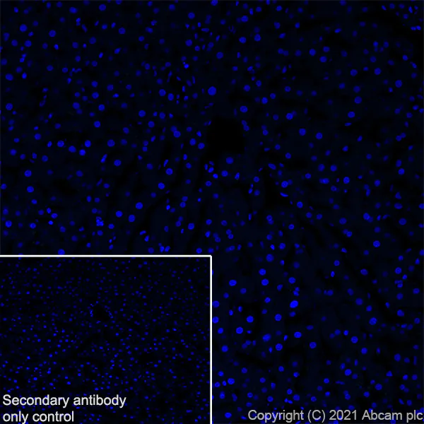 Immunohistochemistry (Frozen sections) - Anti-Noradrenaline transporter antibody [EPR23527-534] (AB254361)