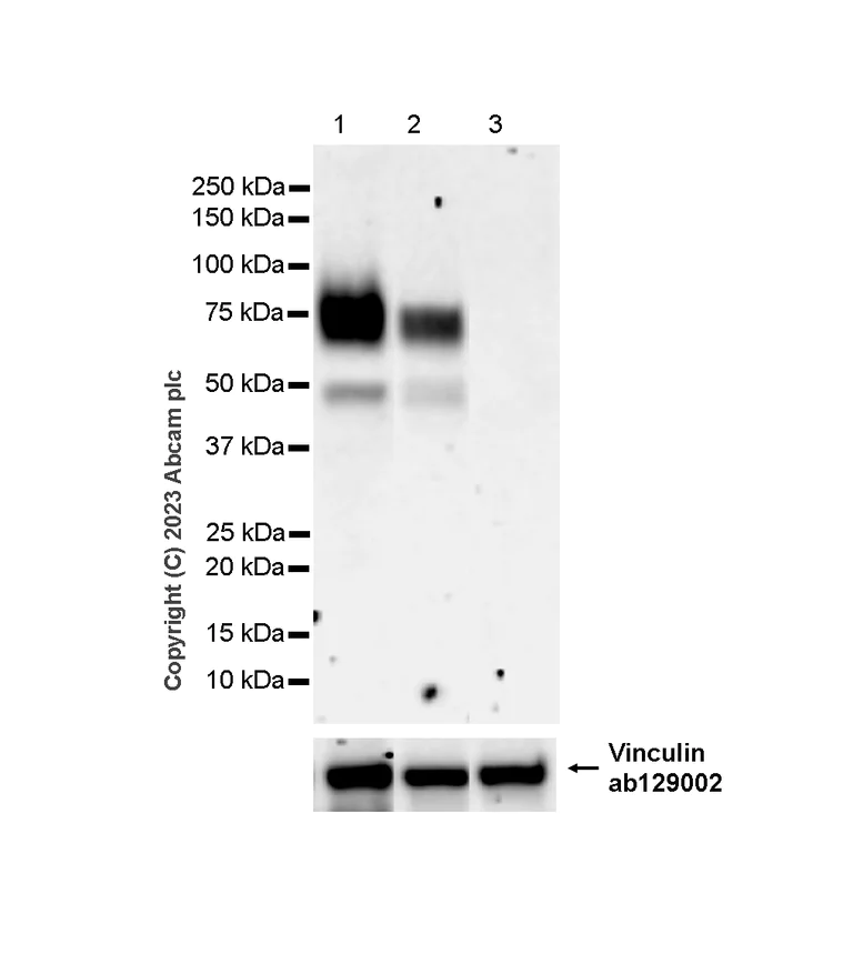 Western blot - Anti-Noradrenaline transporter antibody [EPR23527-534] (AB254361)