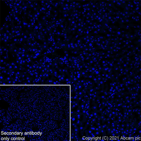 Immunohistochemistry (Frozen sections) - Anti-Noradrenaline transporter antibody [EPR23527-534] - BSA and Azide free (AB282022)