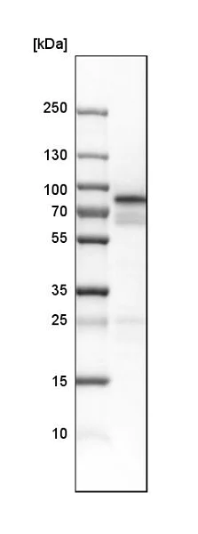 Western blot - Anti-Norbin antibody (AB224451)