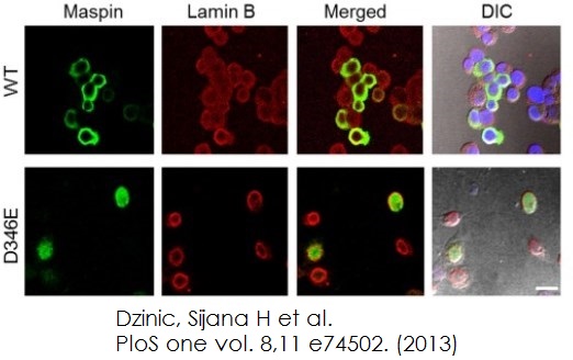 Immunocytochemistry/ Immunofluorescence - Normal Goat Serum (AB7481), expandable thumbnail