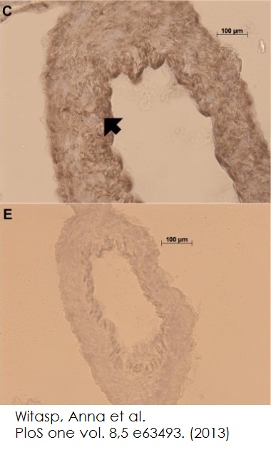 Immunohistochemistry (Frozen sections) - Normal Goat Serum (AB7481), expandable thumbnail