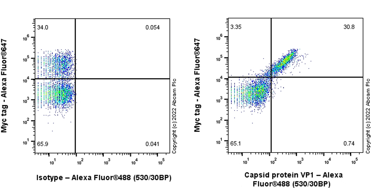 Flow Cytometry (Intracellular) - Anti-Norovirus Capsid protein VP1 antibody [EPR27186-20] - BSA and Azide free (ab308069), expandable thumbnail