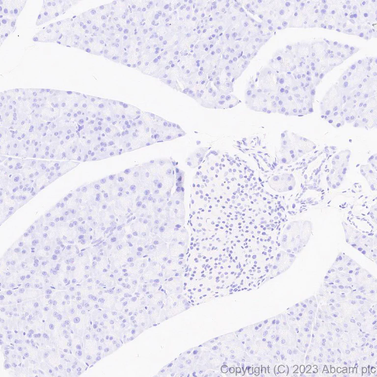 Immunohistochemistry (Formalin/PFA-fixed paraffin-embedded sections) - Anti-Norovirus Capsid protein VP1 antibody [EPR27186-20] - BSA and Azide free (AB308069)