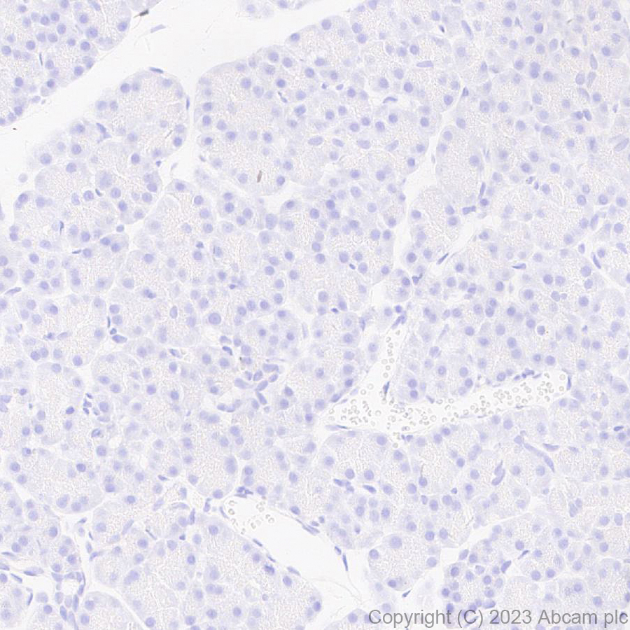 Immunohistochemistry (Formalin/PFA-fixed paraffin-embedded sections) - Anti-Norovirus Capsid protein VP1 antibody [EPR27186-20] - BSA and Azide free (AB308069), expandable thumbnail
