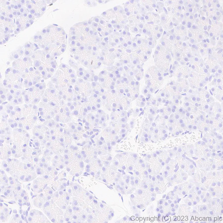 Immunohistochemistry (Formalin/PFA-fixed paraffin-embedded sections) - Anti-Norovirus Capsid protein VP1 antibody [EPR27186-20] - BSA and Azide free (AB308069)