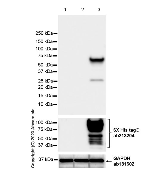 Western blot - Anti-Norovirus Capsid protein VP1 antibody [EPR27186-20] - BSA and Azide free (AB308069), expandable thumbnail