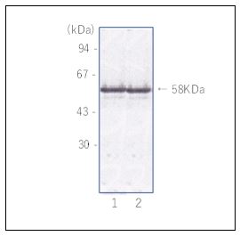 Western blot - Anti-Norovirus Capsid protein VP1 antibody [NVGC-01] (AB272687), expandable thumbnail