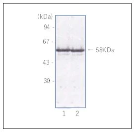 Western blot - Anti-Norovirus Capsid protein VP1 antibody [NVGC-01] (AB272687)