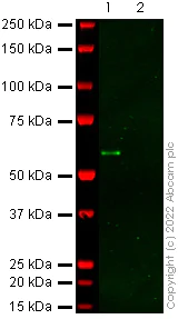 Western blot - Anti-Norovirus Capsid protein VP1 antibody [SM59] (AB256369)