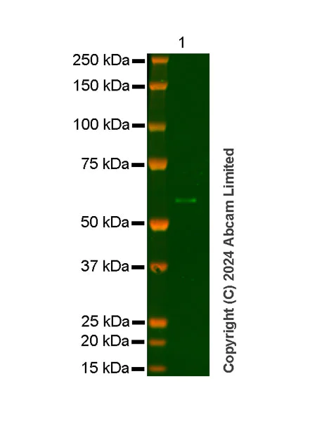 Western blot - Anti-Norovirus Capsid protein VP1 antibody [SM59] (AB256369)