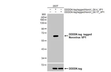 Western blot - Anti-Norovirus VP1 antibody [HL1672] (AB308184), expandable thumbnail