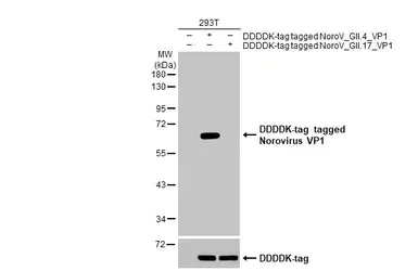 Western blot - Anti-Norovirus VP1 antibody [HL1672] (AB308184)
