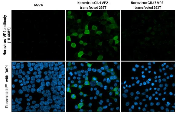 Immunocytochemistry/ Immunofluorescence - Anti-Norovirus VP2 antibody [HL4685] - BSA and Azide free (AB327598)