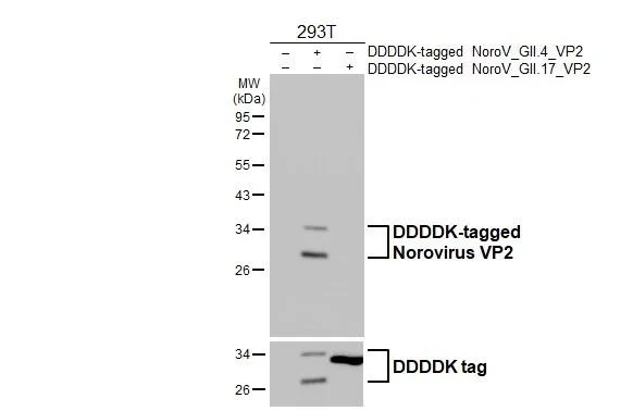 Western blot - Anti-Norovirus VP2 antibody [HL4685] - BSA and Azide free (AB327598)