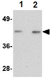 Western blot - Anti-NOS-1 antibody (AB106535)