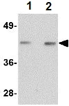 Western blot - Anti-NOS-1 antibody (AB106535)