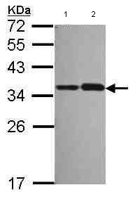 Western blot - Anti-NOSIP antibody (AB102087), expandable thumbnail