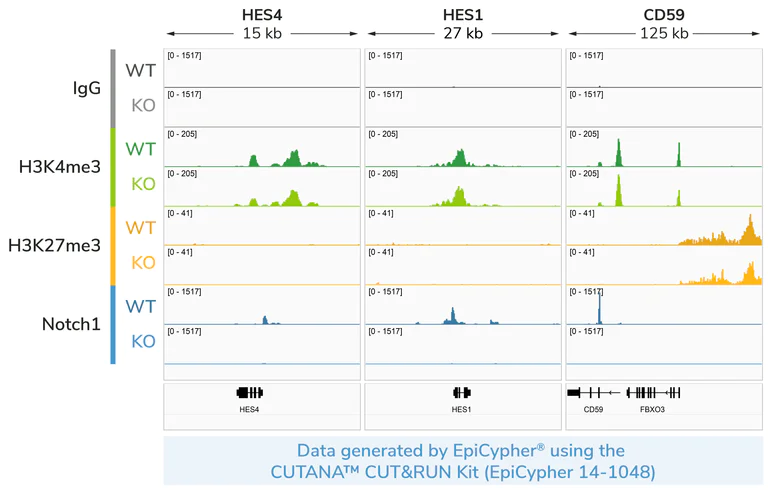 ChIC/CUT&RUN sequencing - Anti-Notch1 antibody [EP1238Y] (AB52627)