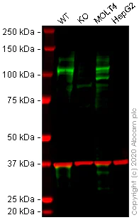 Western blot - Anti-Notch1 antibody [EP1238Y] (AB52627)