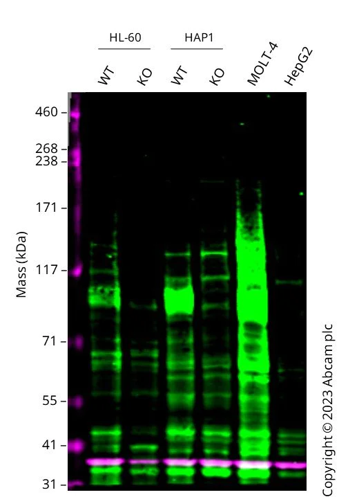 Western blot - Anti-Notch1 antibody [EP1238Y] (AB52627)