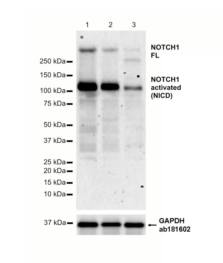 Western blot - Anti-Notch1 antibody [EP1238Y] (AB52627)