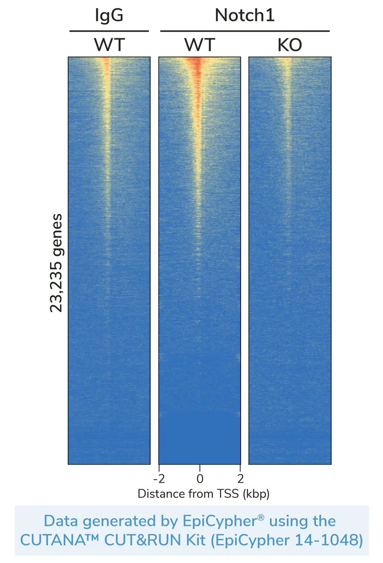 ChIC/CUT&RUN sequencing - Anti-Notch1 antibody [EP1238Y] - Low endotoxin, Azide free (AB246693)