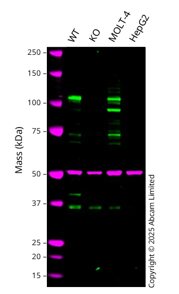 Western blot - Anti-Notch1 antibody [EP1238Y] - Low endotoxin, Azide free (AB246693)