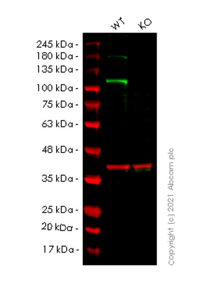 Western blot - Anti-Notch1 antibody [mN1A] (AB280898), expandable thumbnail