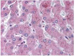 Immunohistochemistry (Formalin/PFA-fixed paraffin-embedded sections) - Anti-Notch2 antibody (AB8926)